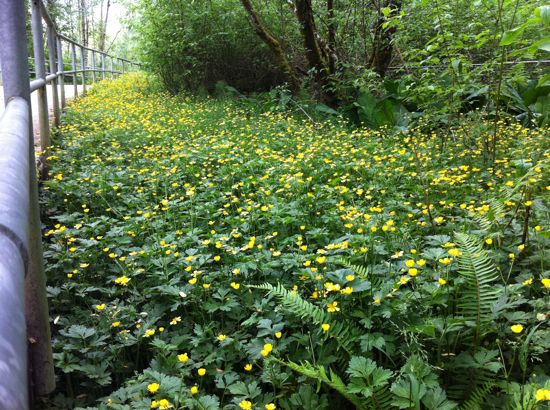 yellow flowers