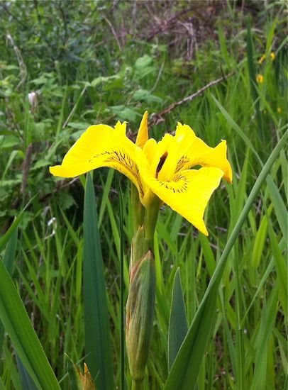 wild iris