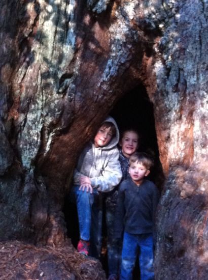 kids in a tree