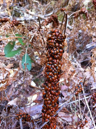 hibernating ladybugs