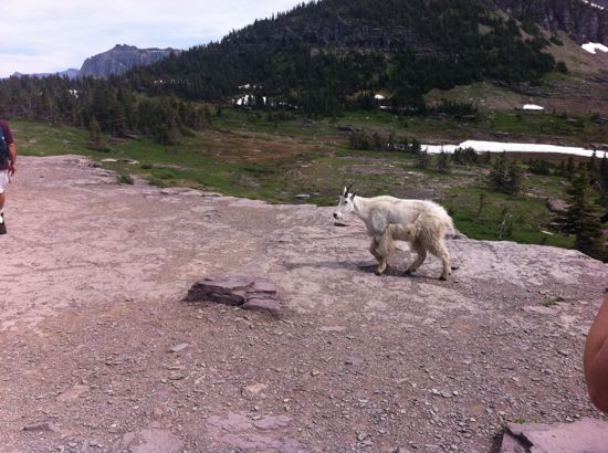 mountain goat on path