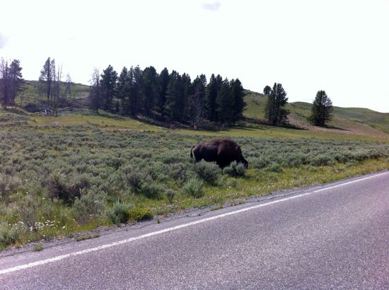 bison