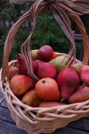 homegrown pears