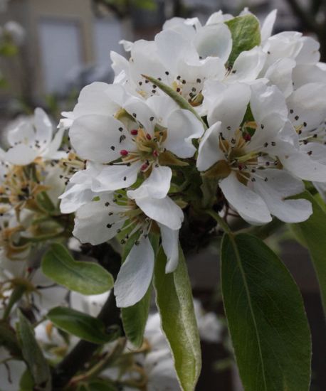 pear blossoms