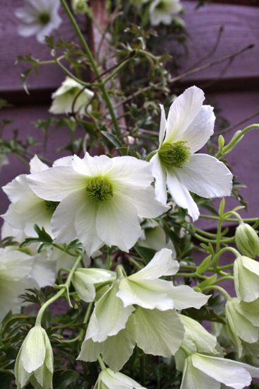 clematis