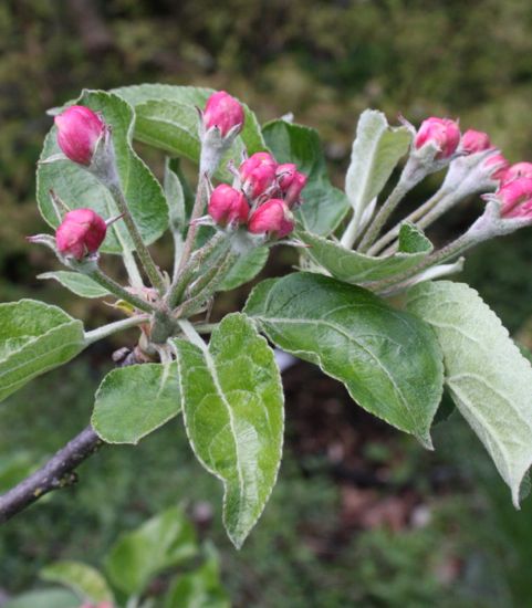 apple buds