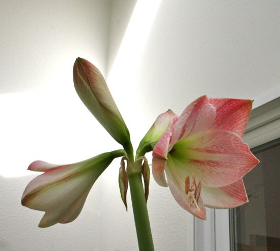 amaryllis