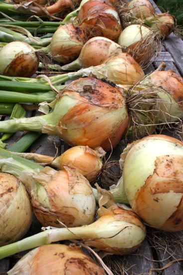 homegrown onions