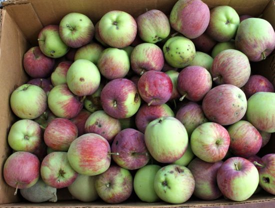 apple harvest, round one