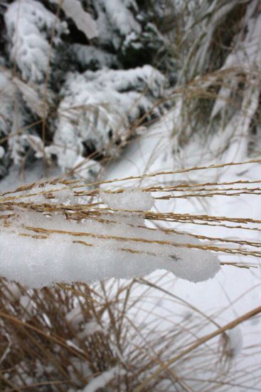 snow on grass