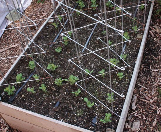 peas!