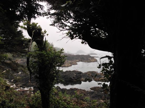 fog and the Wild Pacific Trail