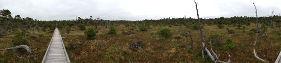 bog trail panorama