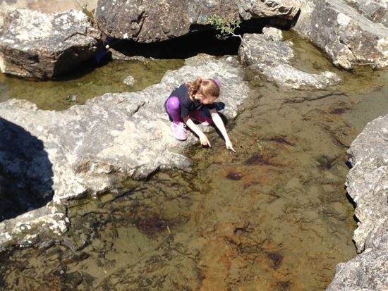 Finding tiny crabs