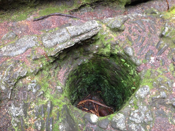 tree mold, Trail of Two Forests