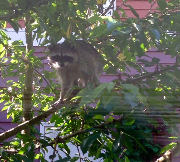 raccoon in cherry tree