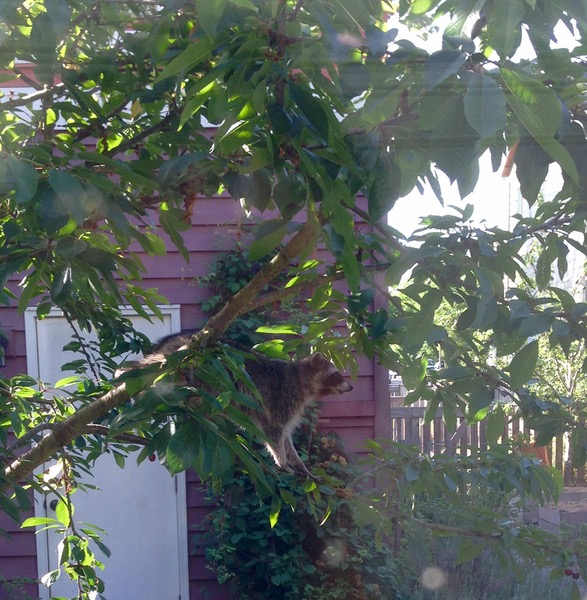 raccoon in cherry tree