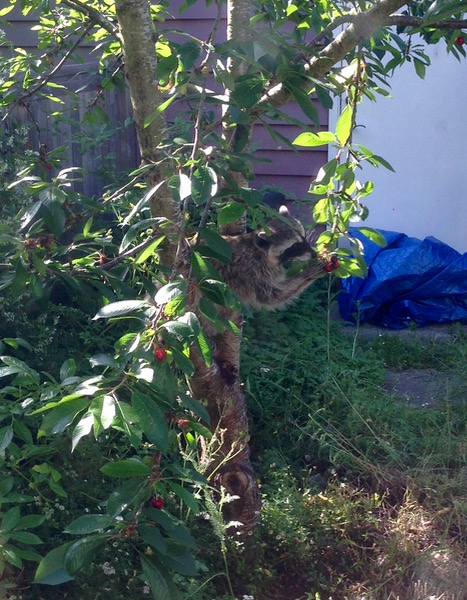 raccoon in cherry tree