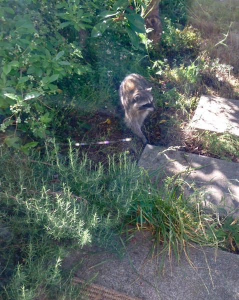 raccoon in cherry tree