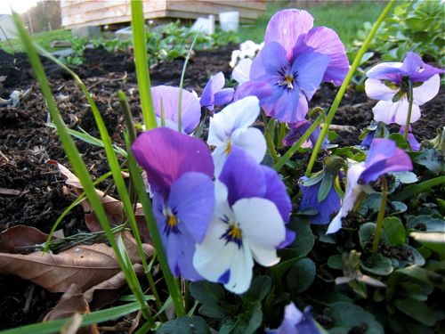 violas at sunset