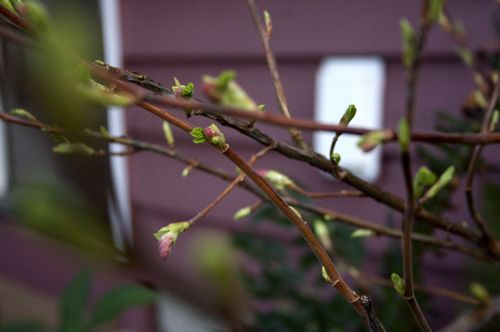 flowering currant