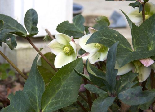 hellebore