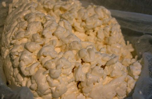 Monterey Jack curds