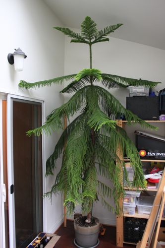 Norfolk Island Pine