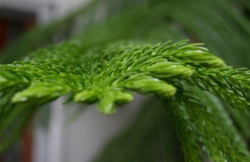 Norfolk Island Pine