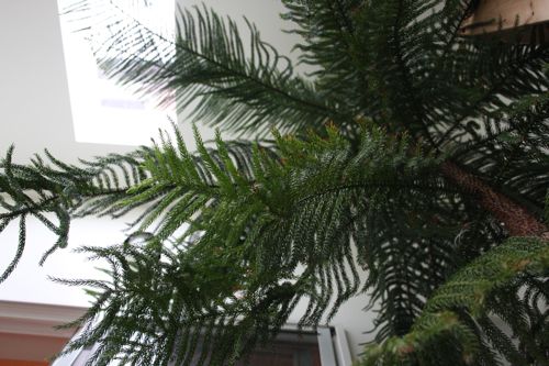 Norfolk Island Pine