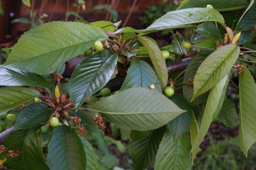 baby cherries