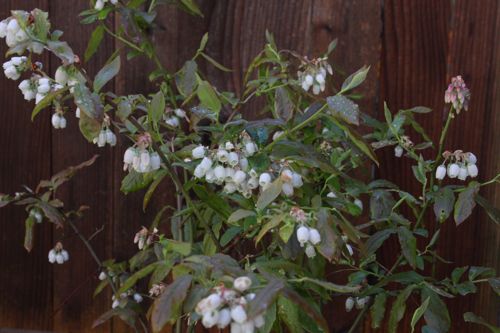 blueberry flowers