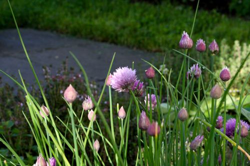 chive flowers at morning