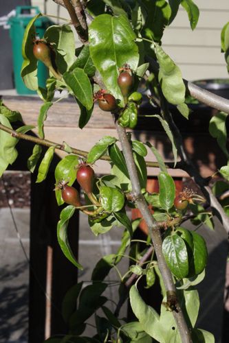 baby pears