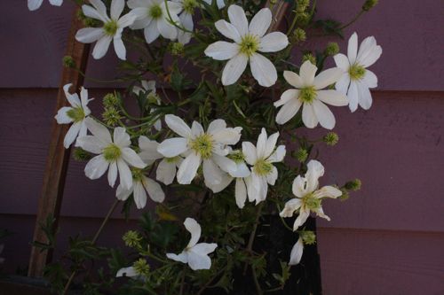 evergreen clematis in bloom