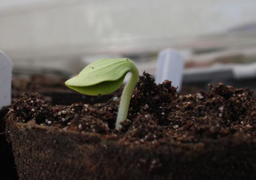 pumpkin seedling in the morning