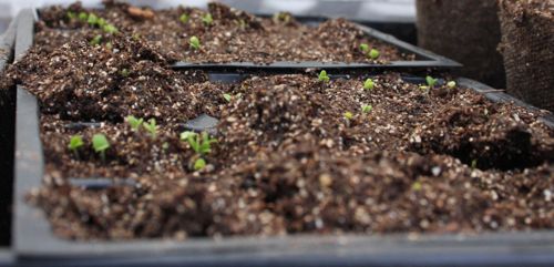 basil seedlings in the morning