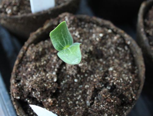 pumpkin seedling in the evening