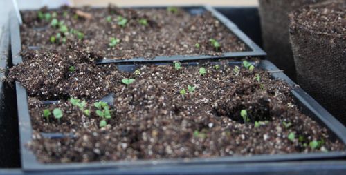 basil seedlings in the evening