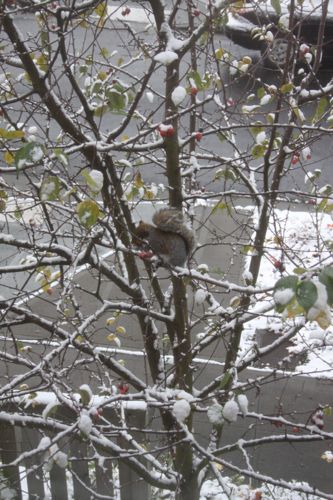 mmm... crabapples!