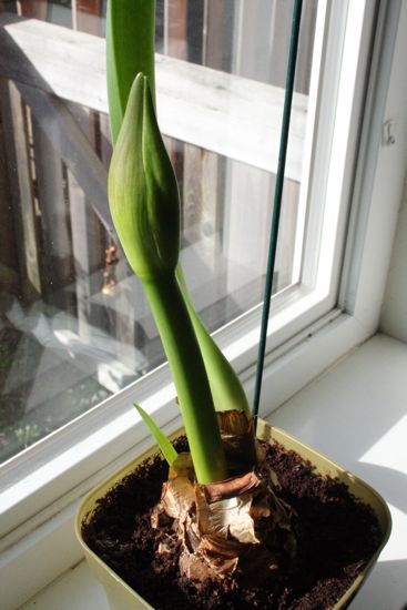 our amaryllis