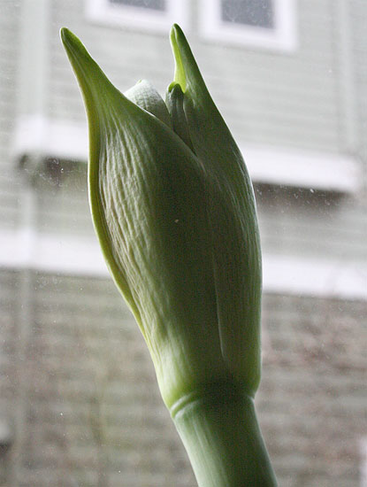 lazy amaryllis