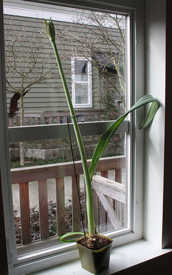 lazy amaryllis