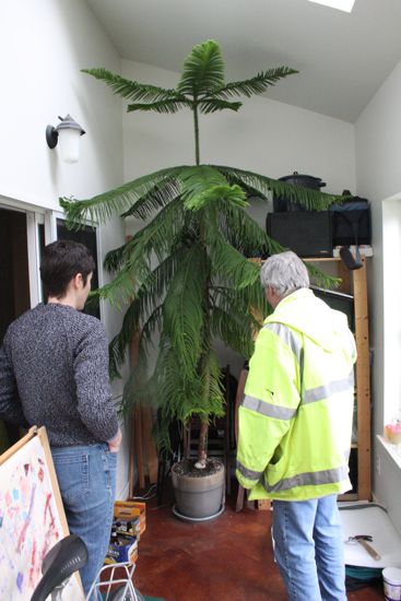 the Norfolk Island Pine on moving day