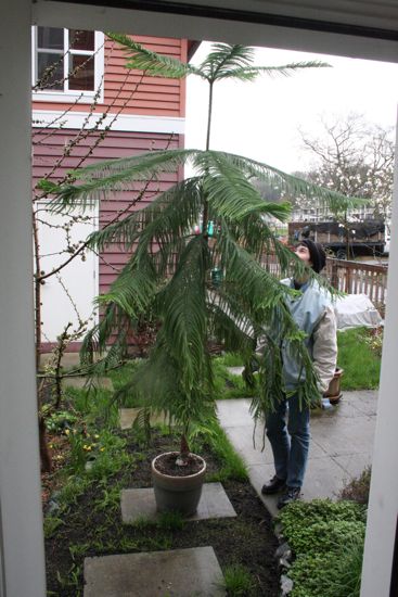 the Norfolk Island Pine on moving day