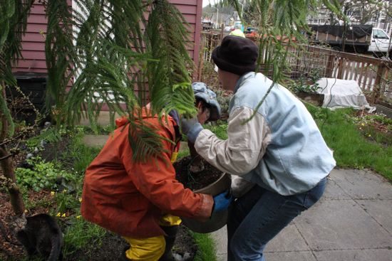 moving The Tree