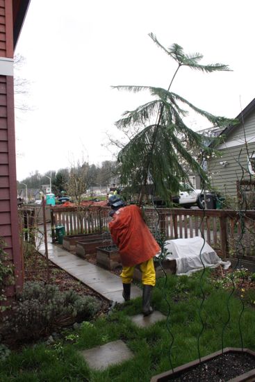 the Norfolk Island Pine on moving day