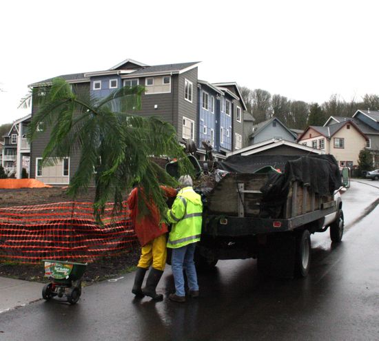the Norfolk Island Pine on moving day
