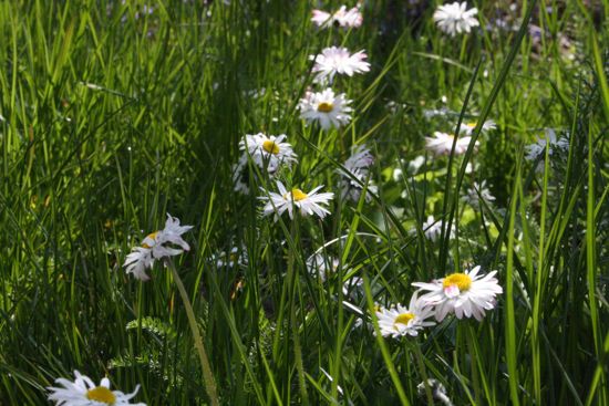 daisies in the lawn