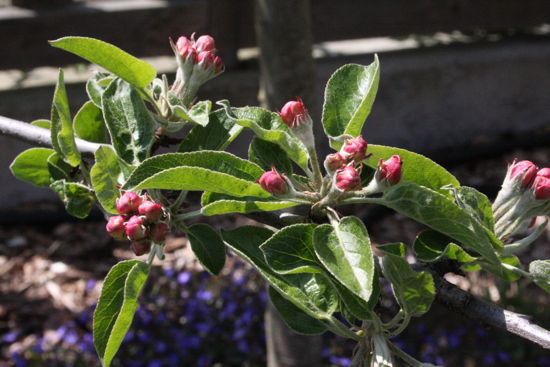 buds on the apple tree